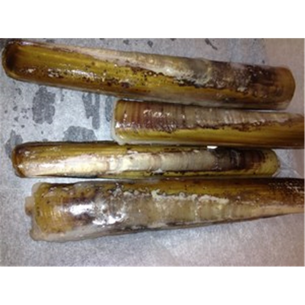 CLAMS RAZOR R/W (I)