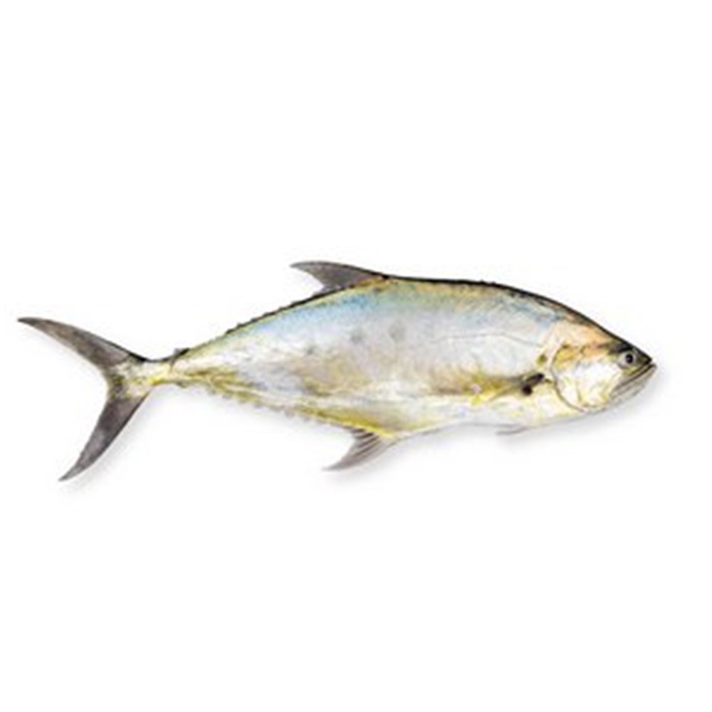QUEEN FISH WHOLE LARGE 4-5KG R/W (A)