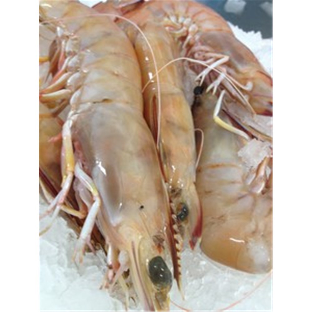 PRAWNS WHOLE GREEN TIGER U8 1.5KG