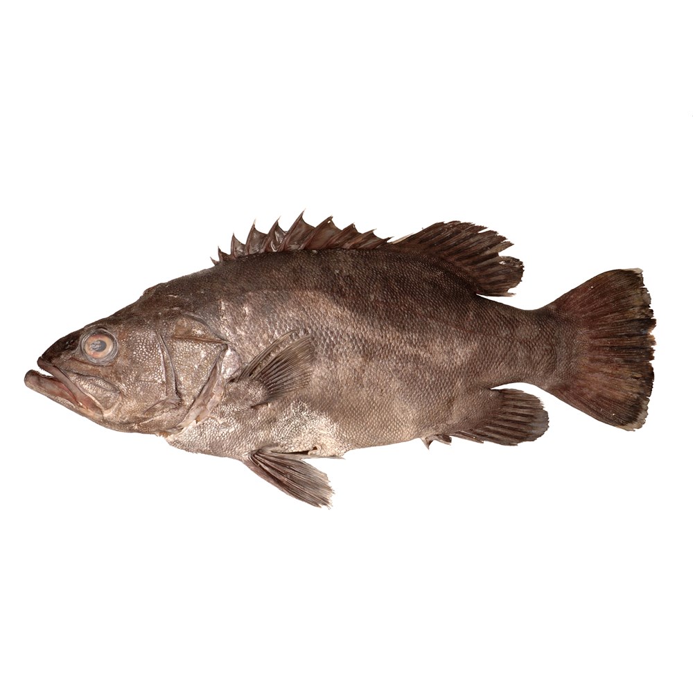 BASS GROUPER WHOLE 3KG-5KG LONG LINE R/W NZ