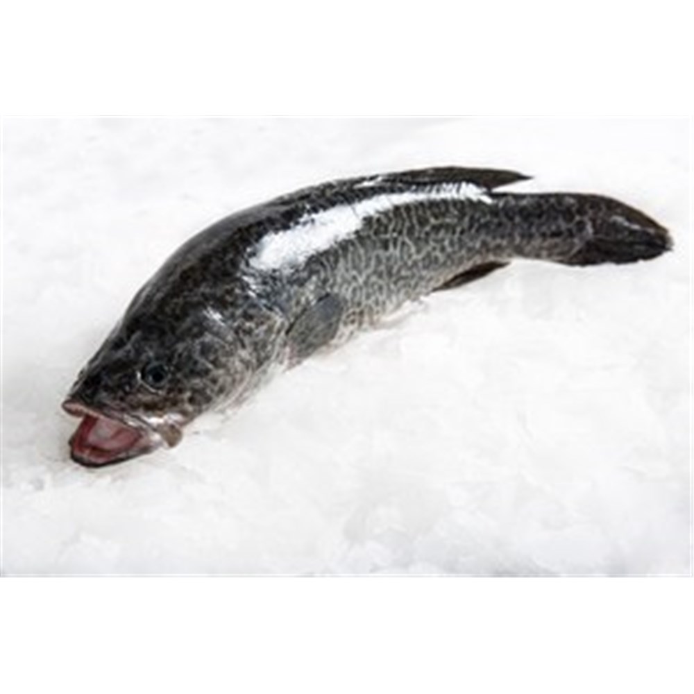 MURRAY COD WHOLE X/LARGE 2.5KG+ R/W (A)