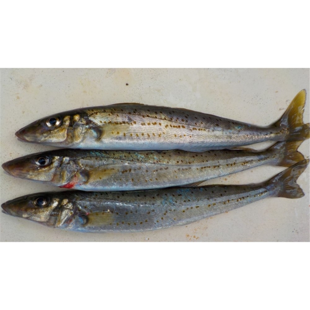 WHITING WHOLE KING GEORGE SA 300GM AVG R/W (A)