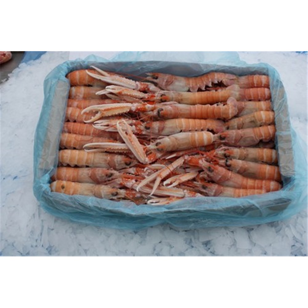 SCAMPI LANGOUSTINES WHOLE NO.2 1KG