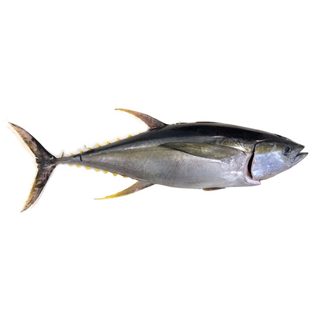 TUNA WHOLE BLUEFIN STH COAST NSW KG + R/W