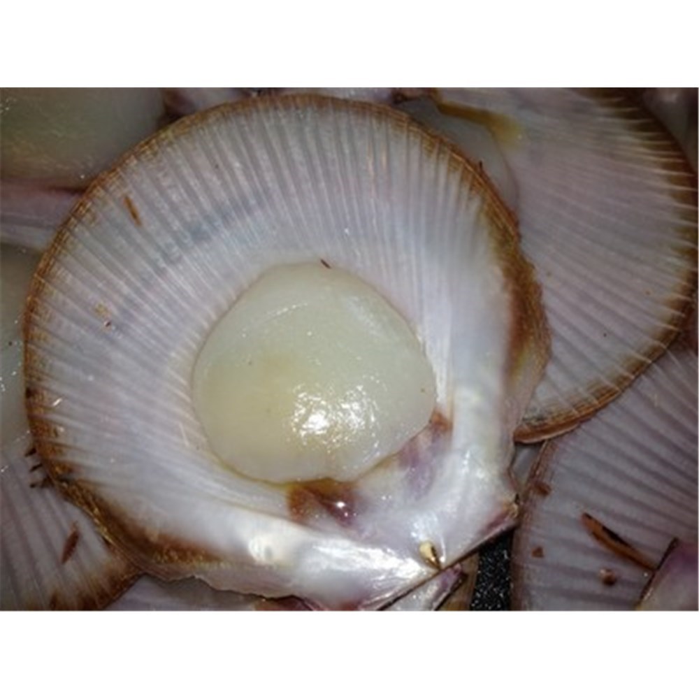 SCALLOPS 1/2 SHELL MED ROE OFF 10DOZ (A)