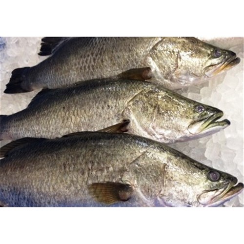 BARRAMUNDI WHOLE 3KG + R/W QLD