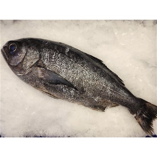 BLUE EYE COD WHOLE LARGE 3-5KG R/W