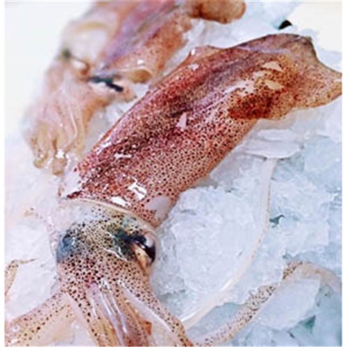 CALAMARI HAWKESBURY S/ON R/W