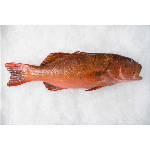 CORAL TROUT WHOLE SASHIMI 2-3KG CAIRNS
