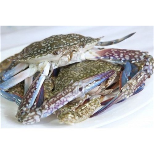 CRABS RAW WHOLE BLUE SWIM QLD FRESH GREEN