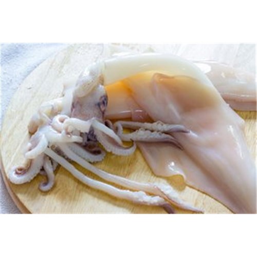 CUTTLE FISH CLEANED FROZEN SPENCER GULF S.A R/W