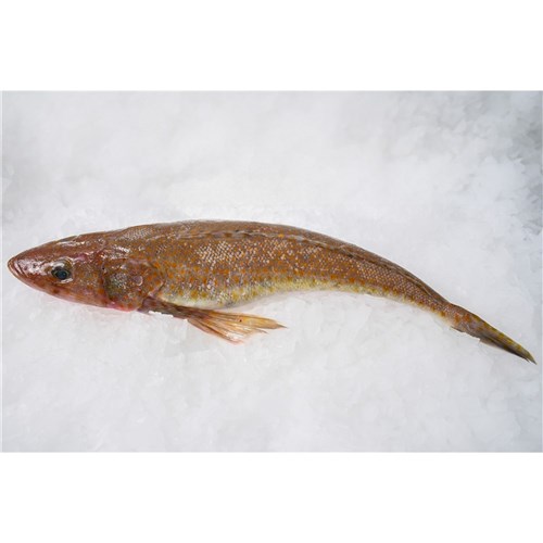 FLATHEAD WHOLE PLATE BLACK VIC 350/400GM R/W