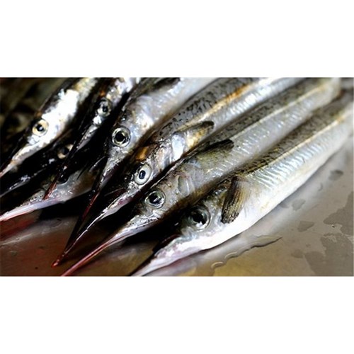 GARFISH WHOLE SA PLATE 850GM + R/W