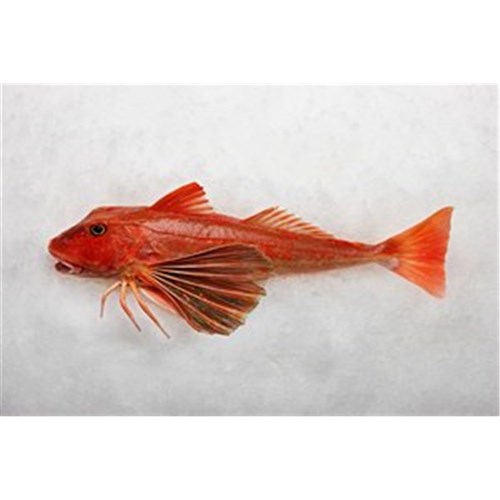 GURNARD WHOLE 850GM + R/W NZ