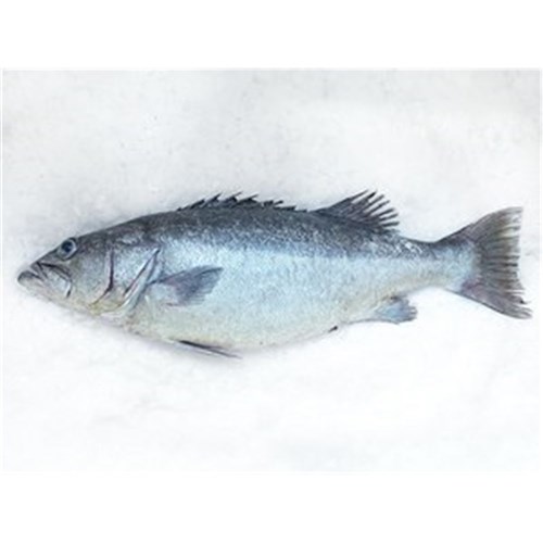 HAPUKA WHOLE TAS 3-4KG LINE CAUGHT R/W