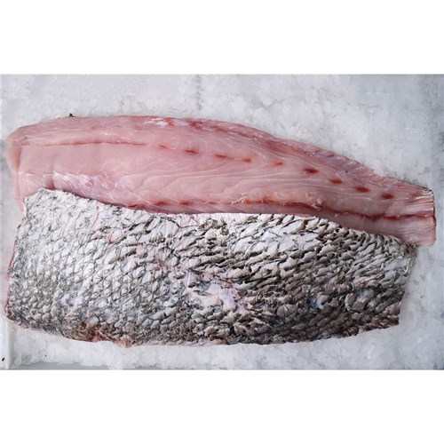 JEWFISH WILD FILLET S/ON 1.5-2KG NT R/W