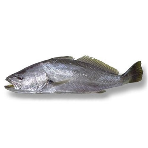 JEWFISH WHOLE TRUNKS 6KG + R/W