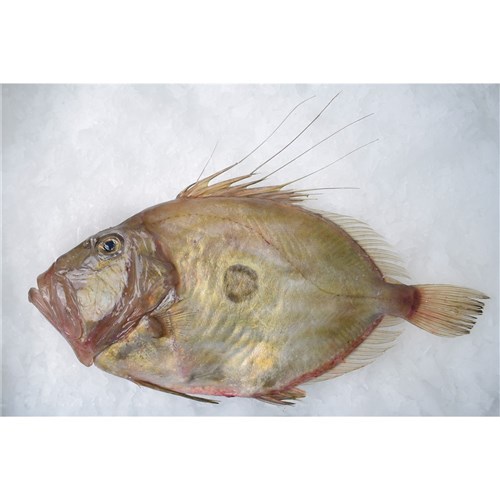 JOHN DORY WHOLE LARGE 1KG-1.5KG NZ R/W