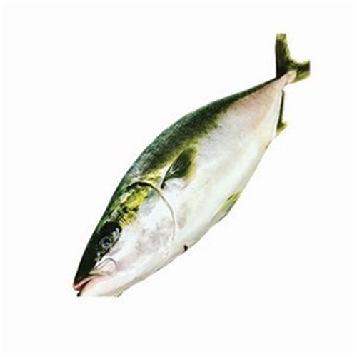 KINGFISH WHOLE FARMED 3-4KG SASHIMI GRADE R/W S.A