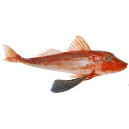 LATCHET WHOLE 850GM + R/W