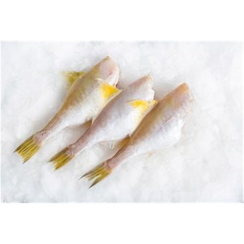 LEATHER JACKET FILLETS 850GM + R/W