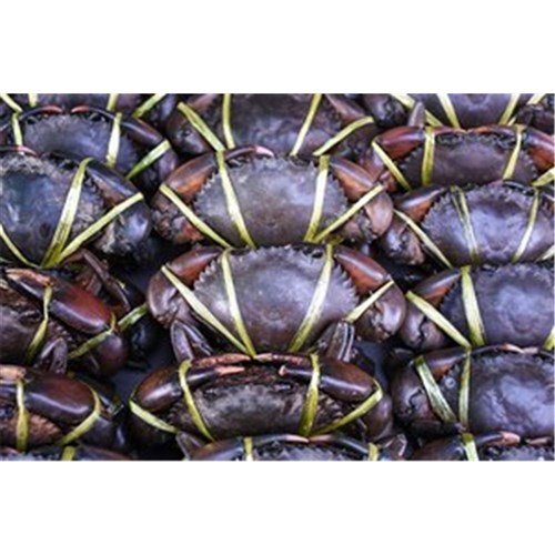 MUD CRAB LIVE 900-1KG AVG  DARWIN R/W (PRE ORDER)