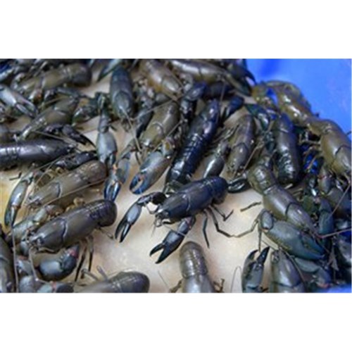 LIVE YABBIES 80GM AVG R/W (PRE-ORDER)