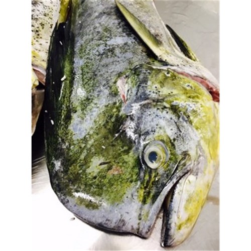 MAHI MAHI WHOLE LARGE QLD 8KG + R/W