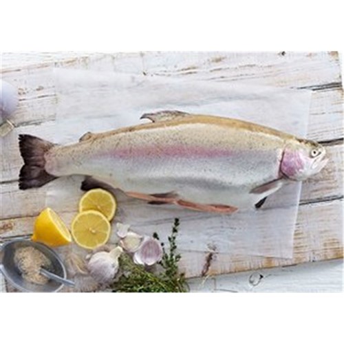 OCEAN TROUT WHOLE SASHIMI 4-5 KG R/W