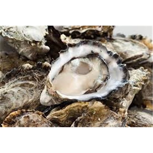 OYSTERS SYD ROCK OPEN BISTRO MED