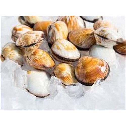 PIPIS LIVE GOOLWA NO-SAND R/W