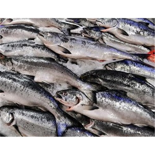 SALMON WHOLE ORA KING NZ SASHIMI 4KG + R/W