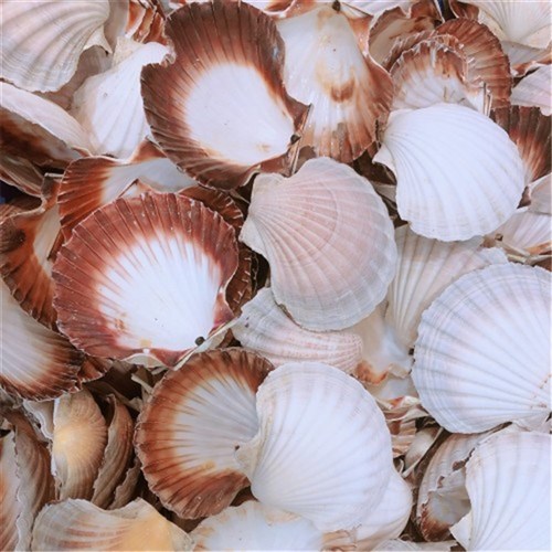 SCALLOPS SHELLS EMPTY