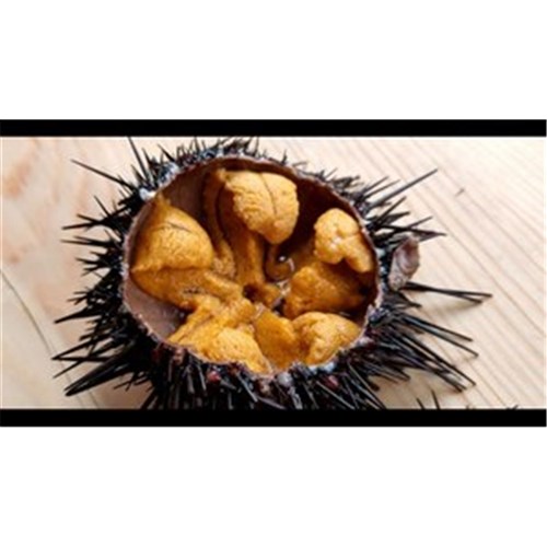 SEA URCHIN PURPLE LIVE STH CST NSW R/W (PRE ORDER)