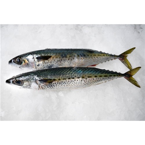 BLUE MACKEREL SLIMY WHOLE  300GM COFFS HARBOUR NSW