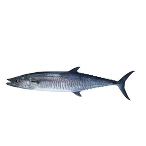 SPANISH MACKEREL WHOLE COFFS 4KG + R/W