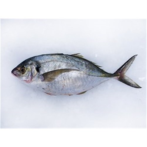 TREVALLY WHOLE SASHIMI 1.5KG FRESH N.Z LINE CAUGHT