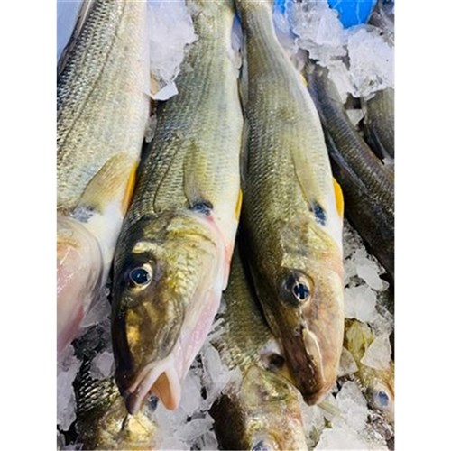 WHITING WHOLE NSW LARGE R/W