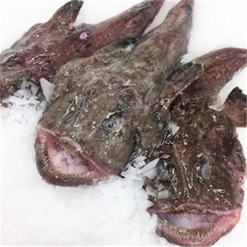 MONK FISH WHOLE NZ R/W
