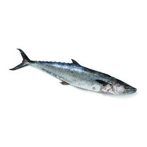 KINGFISH WILD WHOLE 3-5KG R/W