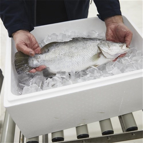 BARRAMUNDI WHOLE PLATE 600-800GM R/W QLD