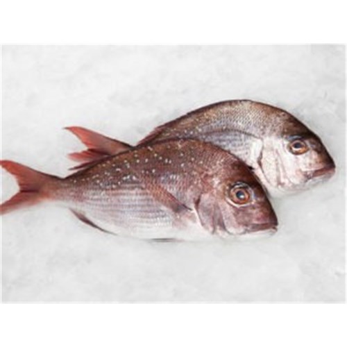 SNAPPER WHOLE XL 5KG+ NZ LONGLINE R/W
