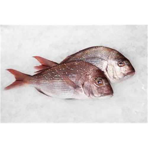SNAPPER WHOLE MEDIUM 1KG-1.5KG NZ LINE CAUGHT R/W