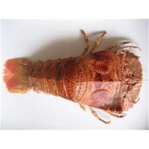 BUGS COOKED BALMAIN LARGE QLD R/W