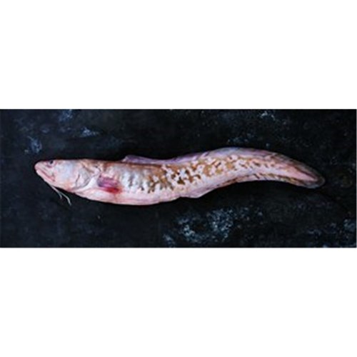 LING WHOLE 5KG + R/W