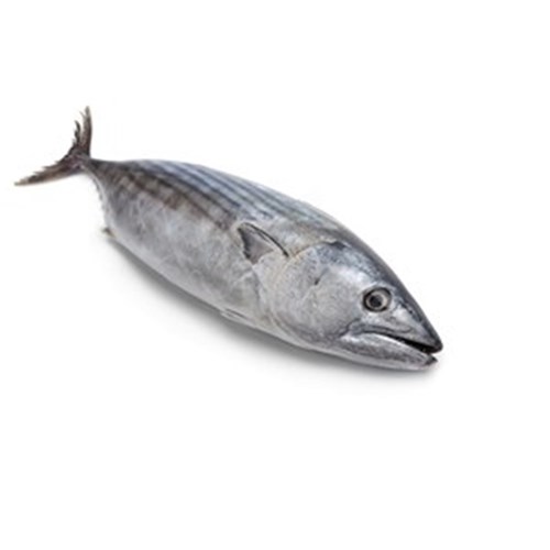 BONITO WHOLE 900GM-1KG COFFS HARBOUR NSW