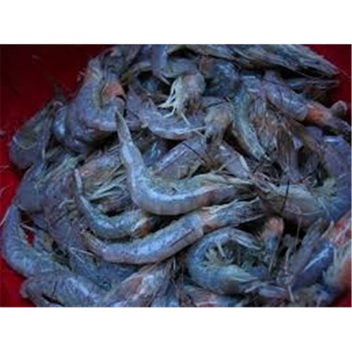 PRAWN SCHOOL RAW R/W