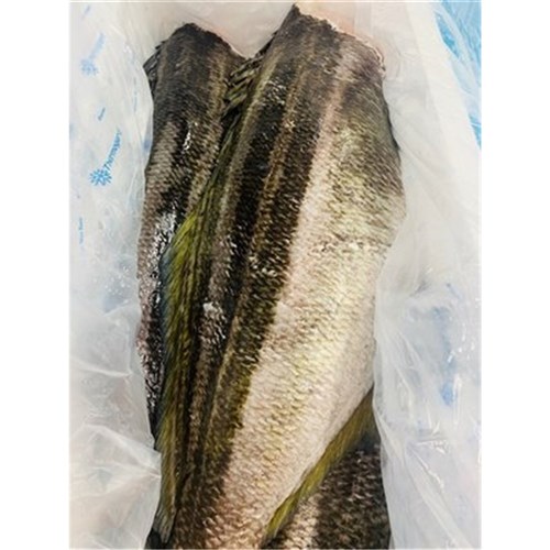 TRUMPETER STRIPED WHOLE TASI 2.8KG + R/W