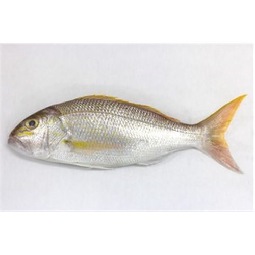SNAPPER GOLDBAND WHOLE W.A LARGE 3-4KG R/W