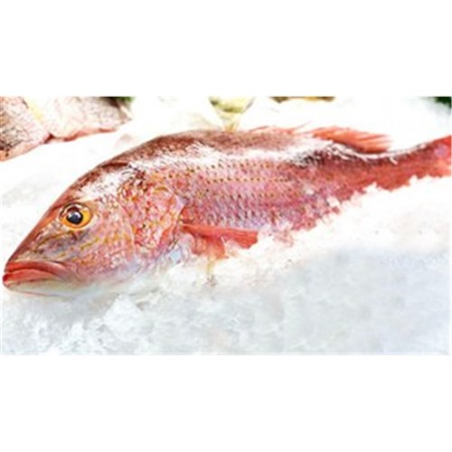 SNAPPER RED WHOLE SA LARGE 2.5KG + R/W